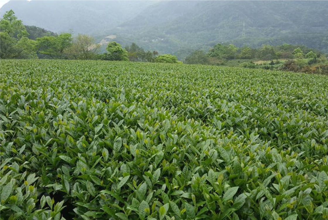 Dancing Tea organic tea garden in Hualien, Taiwan, source of Heartland NY tea flavors